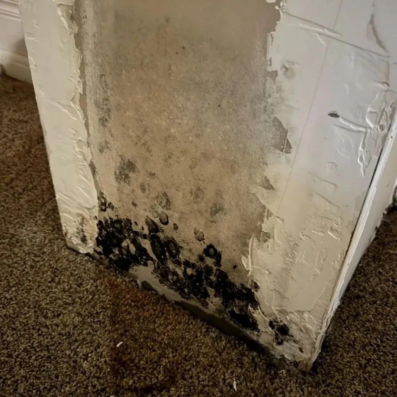 Professional Mold Removal in Riverton, UT